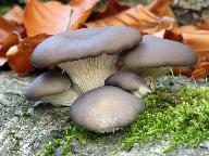 Pleurotus ostreatus 