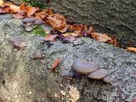 Pleurotus ostreatus 