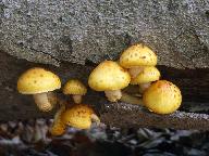 Pholiota adiposa 