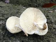 Oudemansiella mucida 