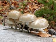foto Karel Tejkal