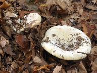 Lactarius vellereus