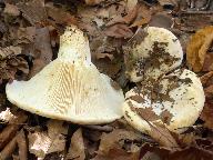 Lactarius vellereus