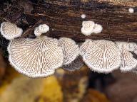 Schizophyllum commune