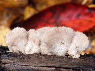 Schizophyllum commune 