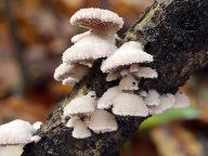 Schizophyllum commune