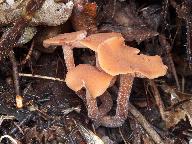 Laccaria laccata 