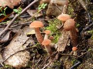 Laccaria laccata 