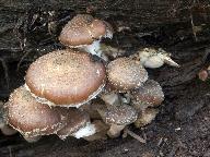 Armillaria gallica 