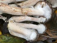 Armillaria gallica