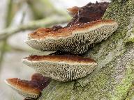 Daedaleopsis confragosa 