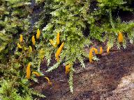 Calocera cornea