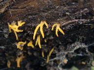 Calocera cornea 