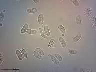 Calocera cornea 