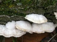 Irpiciporus pachyodon 