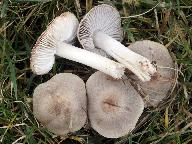 Tricholoma terreum