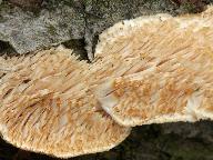 Irpiciporus pachyodon 