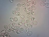 Radulomyces confluens 