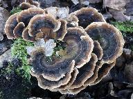 Trametes versicolor 