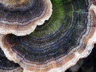 Trametes versicolor 