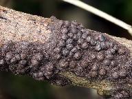 Rosellinia corticium 