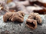 Encoelia furfuracea 