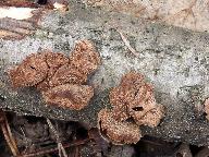 Encoelia furfuracea