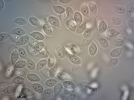 Cylindrobasidium evolvens 