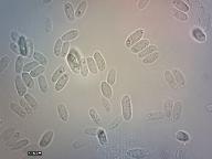 Antrodia rene-hentic 