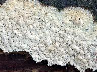Hyphoderma setigerum