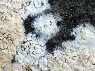 Hyphoderma setigerum