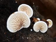 Crepidotus variabilis