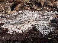 Sertulicium niveocremeum 