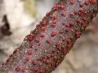 Nectria cinnabarina 