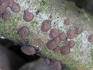 Hypoxylon fuscum 