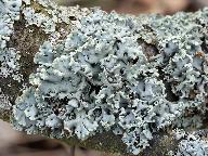 Hypogymnia physodes