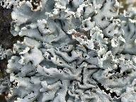 Hypogymnia physodes