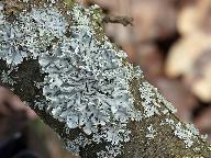 Hypogymnia physodes
