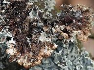 Hypogymnia physodes