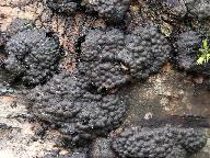 Annulohypoxylon multiforme