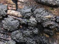 Annulohypoxylon multiforme