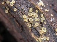 Hyalorbilia inflatula Hyalorbilia inflatula