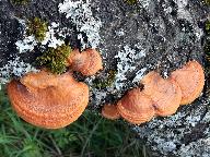 Trametes cinnabarina 