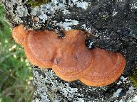 Trametes cinnabarina 