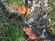 Trametes cinnabarina 