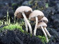 Psathyrella pennata 