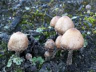 Psathyrella pennata