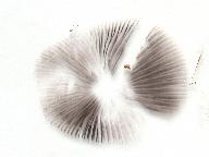 Psathyrella pennata 