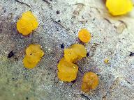 Dacrymyces capitatus 