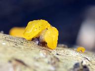 Dacrymyces capitatus 